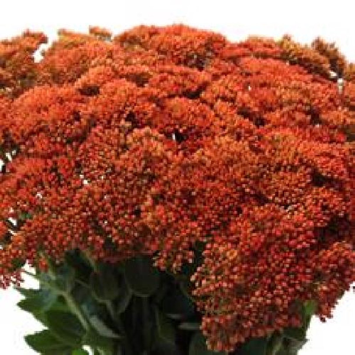 25x Sedum oranje 50cm