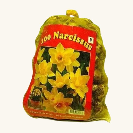 Narcis (Narcissus) - sen Botanisch (XL-Verpakking) - sus - Snijbloemen - Voorjaarsbollen - bloeit in Maart / April / Mei