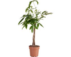 Bloomique - Pachira Aquatica - Geldboom - Watercacao - Kamerplanten - Luchtzuiverend - Gemakkelijk in onderhoud - Hoogte 80-90 cm - Pot 21cm