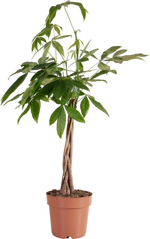 Bloomique - Pachira Aquatica - Geldboom - Watercacao - Kamerplanten - Luchtzuiverend - Gemakkelijk in onderhoud - Hoogte 80-90 cm - Pot 21cm