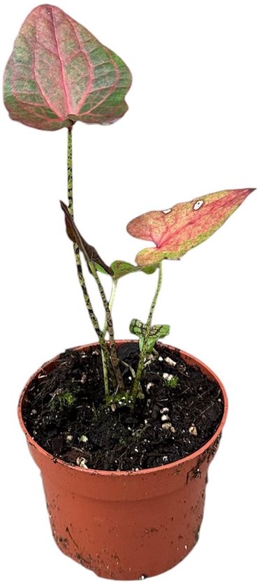 Cyrtosperma Johnstonii Dark Form Kamerplant Potmaat Ø10,5 cm |Vers Van De Kweker