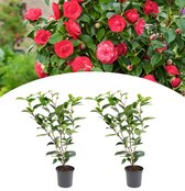 NatureNest - Camellia struik 'Japanse roos' XL Rood - 2 Stuk - 50cm