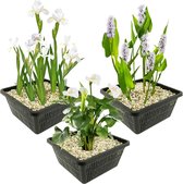 vdvelde.com - Vijverplanten Set - Witte Moerasplanten - Combi set - 12 planten - Plaatsing: -1 tot -10 cm