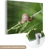 MuchoWow® Glasschilderij 30x20 cm - Schilderij acrylglas - Kruipende slak - Foto op glas - Schilderijen