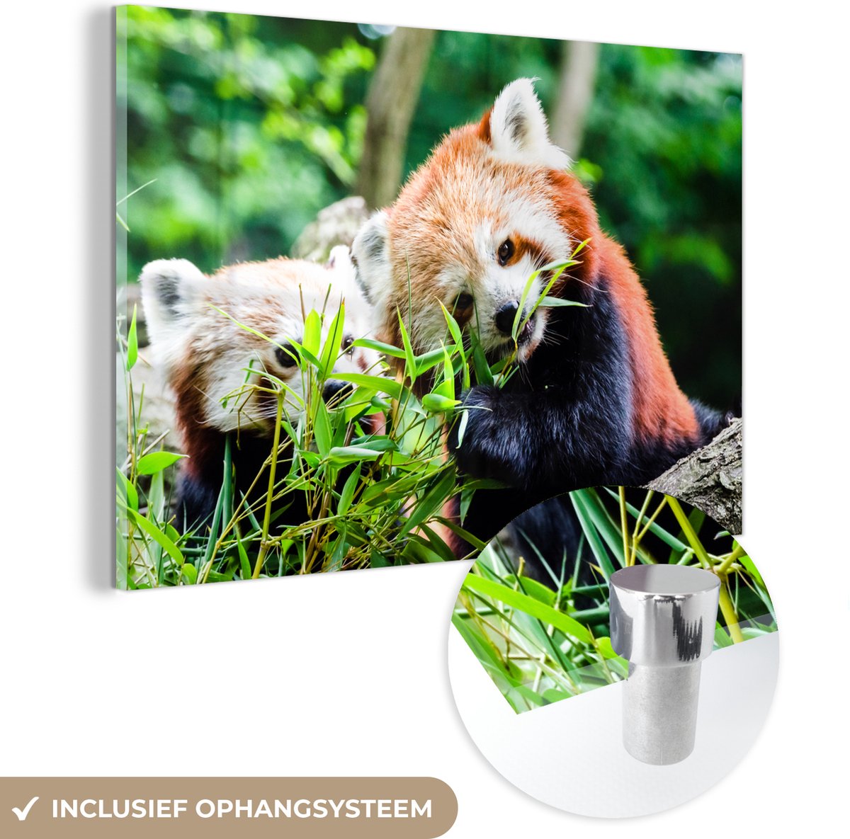 ® Glasschilderij 180x120 cm - Schilderij acrylglas - Rode Panda - Planten - Boomstam - Fot