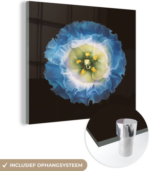 Een close up van een blauwe bloem op een zwarte achtergrond plexiglas - Foto print op Glas (Plexiglas wanddecoratie)