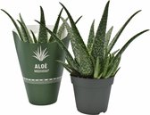 Plantenboetiek.nl | Aloe MEDIVERA Tropical - Ø14cm - Hoogte 30cm - Kamerplant - Groenblijvend - Cactus & Vetplanten