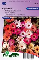 Sluis Garden - IJsbloem Magic Carpet mix (Middagbloem)