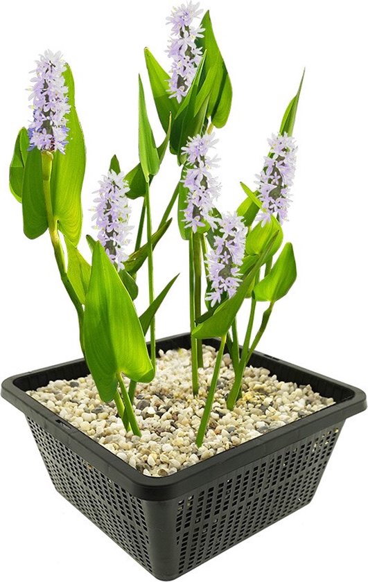 vdvelde.com - Snoekkruid Wit - 4 stuks - 1 Vijvermand - Pontederia Cordata Alba - Waterplant - Volgroeide hoogte: 80 cm - Plaatsing: -1 tot -20 cm