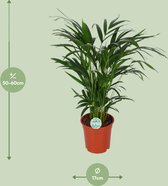 Areca en spathiphyllum - ø17 - 60-70 cm -set van 2- vers van de kweker luchtzuiverende kamerplanten -