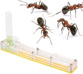 Ferme de fourmis - Ferme de fourmis - Nid de fourmis - Maison de fourmis - Hôtel de fourmis - Colonie de fourmis - Premium