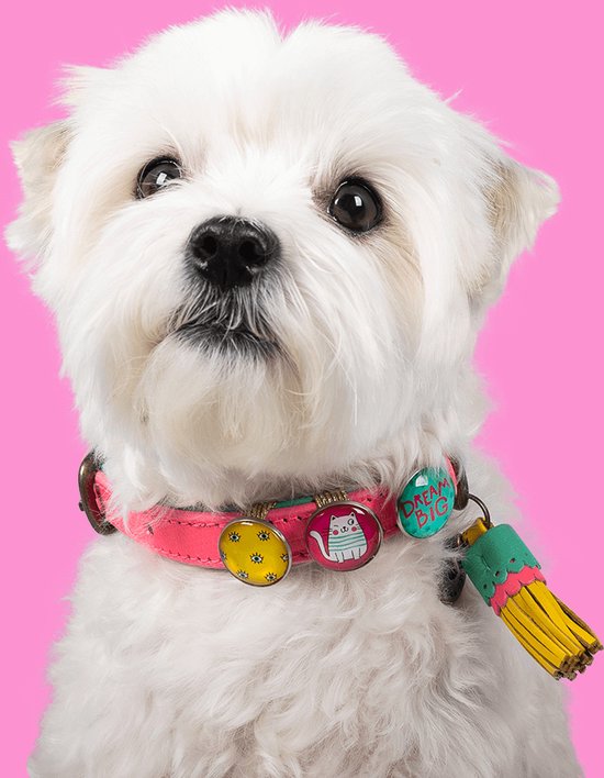 DWAM Dog with a Mission – Halsband hond – Hondenhalsband – Roze – Leer – XXS – Halsomvang tussen 19-24 cm – Miami Spice