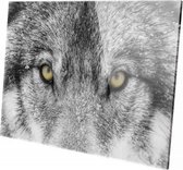 Wolf close-up | 90 x 60 CM | Wanddecoratie | Dieren op plexiglas | Schilderij | Plexiglas | Schilderij op plexiglas