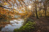 Fotobehang romantische bosvijver in de herfst 450 x 260 cm