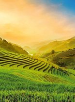 Fotobehang - Terraced Rice Field In Vietnam 192x260cm - Vliesbehang