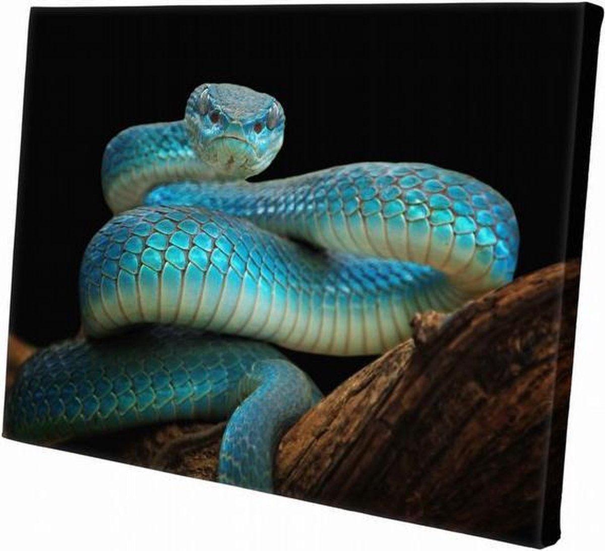Blauwe slang | 30 x 20 CM | Wanddecoratie | Dieren op canvas | Schilderij | Canvasdoek | Schilderij op canvas
