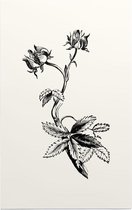 Wateraardbei zwart-wit (Marsh Clinquefoil) - Foto op Forex - 40 x 60 cm