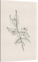 Kardinaalsmuts zwart-wit Schets (Spindle Tree) - Foto op Canvas - 100 x 150 cm