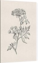 Sium Suave zwart-wit Schets (Water Parsnip) - Foto op Canvas - 30 x 45 cm