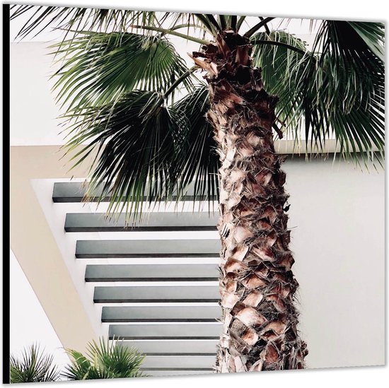 Dibond –Zijkant van Palmboom-50x50 Foto op Aluminium (Wanddecoratie van metaal)
