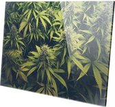 Wietplant | 120 x 80 CM | Wanddecoratie | Natuur| Plexiglas | Schilderij op plexiglas