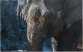 Aziatische olifant - Foto op Forex - 150 x 100 cm