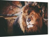 Koning leeuw - Foto op Canvas - 60 x 40 cm