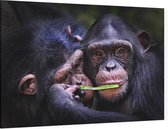 Chimpansee schattig koppel - Foto op Canvas - 60 x 40 cm