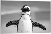 Acrylglas –Zwart Witte Pinguïn – 120x80 (Wanddecoratie op Acrylglas)