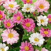 3x Anemone Hupehehsis Mix - Herfstanemonen - Gemengde kleuren - Kale wortels - Zak 3 stuks