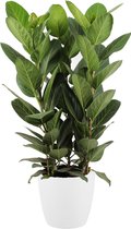 Ficus Audrey in ELHO sierpot (wit)