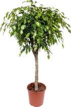Ficus Exotica 130 cm