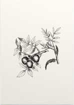 Walnoot zwart-wit (walnut) - Foto op Posterpapier - 29.7 x 42 cm (A3)