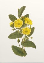 Hibbertia Aquarel (Hibbertia) - Foto op Posterpapier - 29.7 x 42 cm (A3)