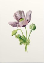 Slaapbol (Opium Poppy) - Foto op Posterpapier - 29.7 x 42 cm (A3)