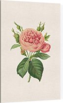 Roos Aquarel (Rose) - Foto op Canvas - 60 x 90 cm