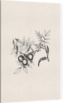 Walnoot zwart-wit (walnut) - Foto op Canvas - 100 x 150 cm
