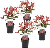 Plant in a Box - Photinia fraseri Red Robin - Set van 4 - Helderrode bladeren - Wintergroene heester - Pot 17cm - Hoogte 30-40cm
