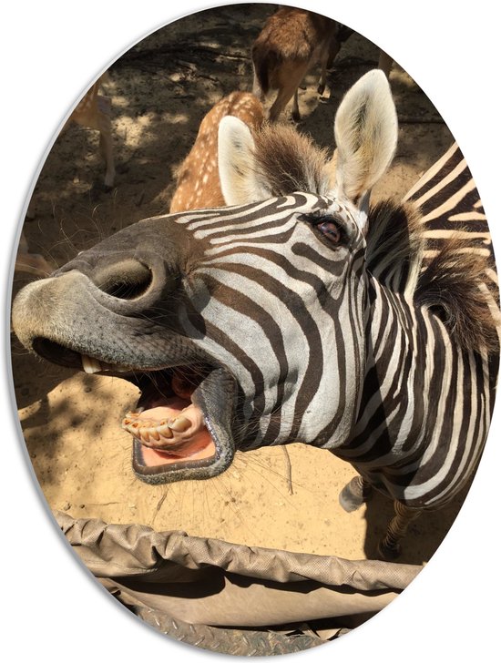 PVC Schuimplaat Ovaal - Komisch Gezicht van Zebra bij Antilopes - 42x56 cm Foto op Ovaal (Met Ophangsysteem)
