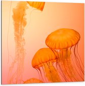 Dibond - Oranje Kwallen op Lichtoranje Achtergrond - 100x100 cm Foto op Aluminium (Met Ophangsysteem)