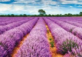 Fotobehang - Vlies Behang - Lavendelveld - Lavendel - Bloemen Landschap - 254 x 184 cm