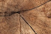 Fotobehang Tree Stump Rings | XXL - 312cm x 219cm | 130g/m2 Vlies