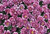 Fotobehang Blossomed Flowers Purple | XL - 208cm x 146cm | 130g/m2 Vlies