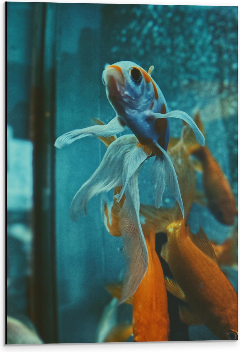 Dibond - Blauw met Oranje Vis met Dansende Vinnen in het Aquarium - 40x60 cm Foto op Aluminium (Met Ophangsysteem)