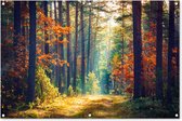 Tuinposter 120x80 cm - Tuindecoratie Bos - Zon - Natuur - Herfst - Poster voor in de tuin - Buiten decoratie - Schutting tuinschilderij - Tuindoek muurdecoratie - Wanddecoratie balkondoek