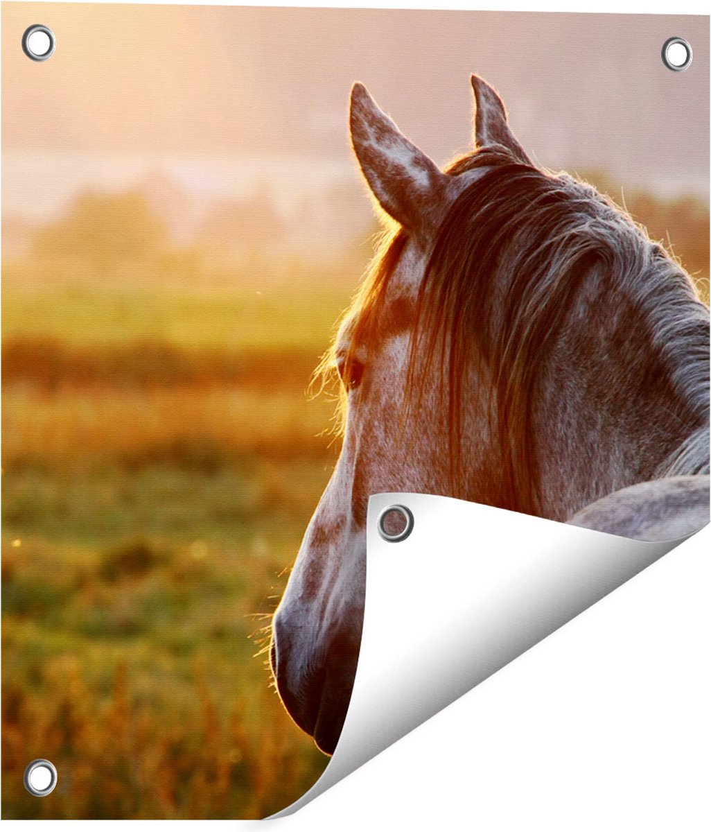 Gards Tuinposter Paard in de Weide tijdens Zonsondergang - 40x40 cm - Tuindoek - Tuindecoratie - Wanddecoratie buiten - Tuinschilderij Multikleur