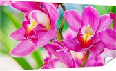 Gards Tuinposter Licht Paarse Orchidee Bloemen - 200x100 cm - Tuindoek - Tuindecoratie - Wanddecoratie buiten - Tuinschilderij
