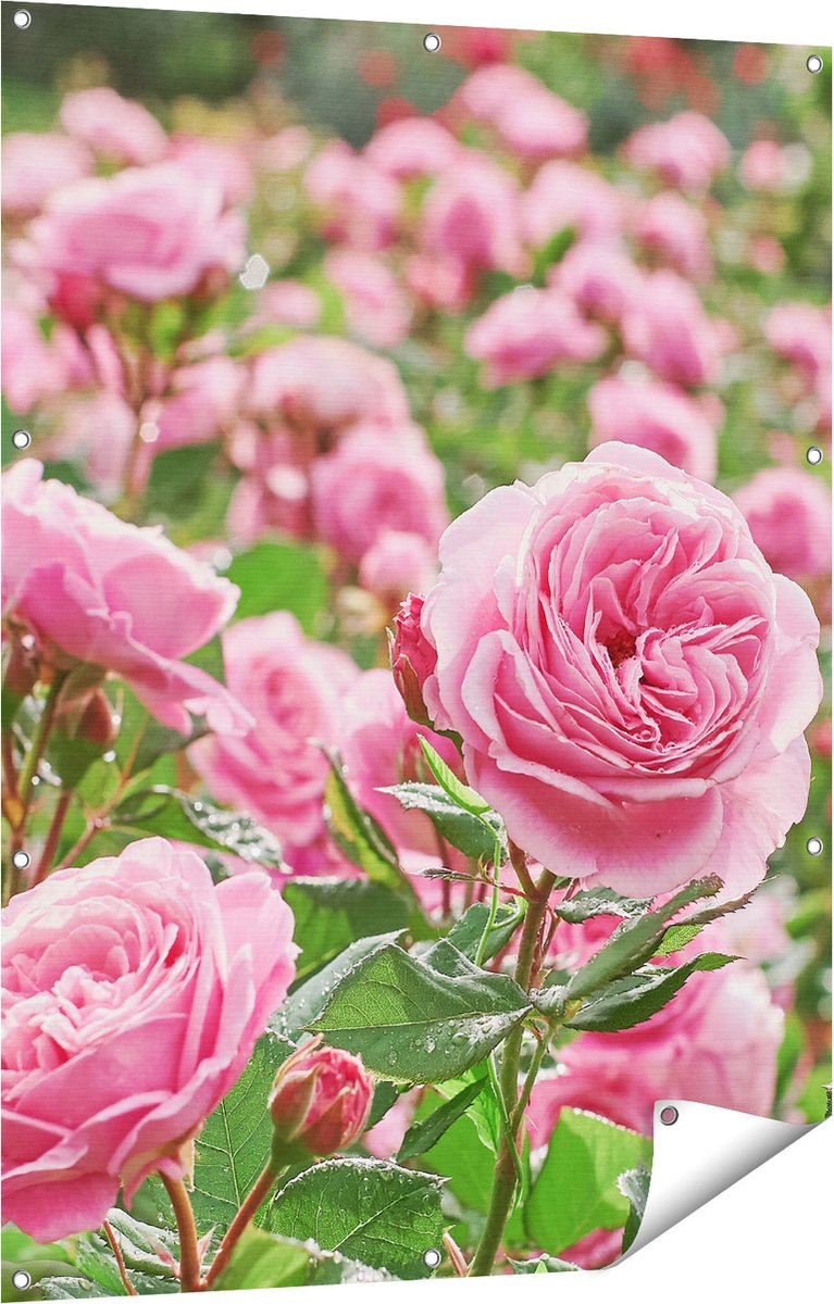 Gards Tuinposter Roze Rozen Bloemenveld - 90x120 cm - Tuindoek - Tuindecoratie - Wanddecoratie buiten - Tuinschilderij Multikleur