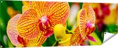 Gards Tuinposter Geel Rode Orchidee Bloemen - 180x60 cm - Tuindoek - Tuindecoratie - Wanddecoratie buiten - Tuinschilderij