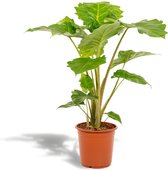 Hello Plants Alocasia Portodora Olifantsoor - Ø 21 cm - Hoogte: 80 cm